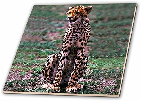 3drose Cheetah-keramička pločica, 4-inčni