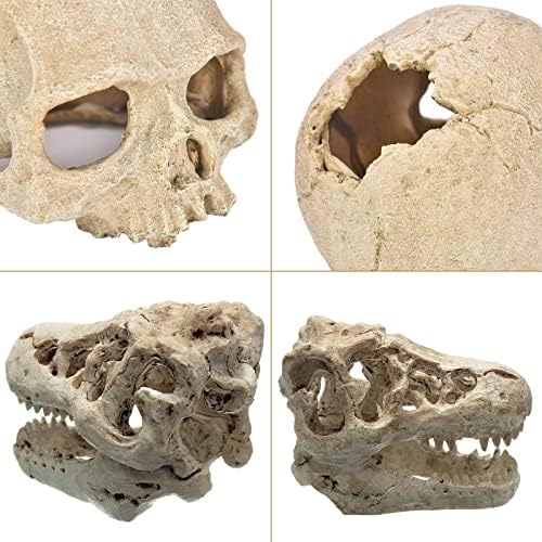 Ljudska lobanja dinosaurusa skrovišta gmizavaca: Lobanja T Rexa, dekor gmizavaca, akvarijumski skrovište ljudska lobanja, dekoracija