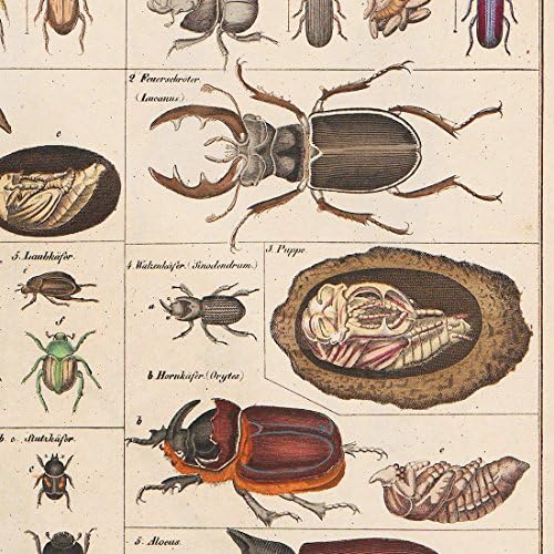 Meishe Art Vintage Poster Print Kolekcija Insekata Identifikacija Vrsta Referentna Karta Entomološki Dijagram Učionica Club Zidni