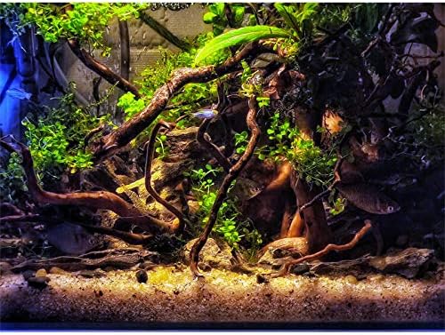 Hamiledyi Aquarium Driftwood Reptile Spider Drvene grane prirodne dekor debla Drvene ploče