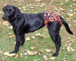 Sezonske pelene za pseće pelene - crvene cvijeće-odgovara psima