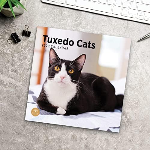 2023 TUXEDO CATS Zidni kalendar sa vedrim danom, 12x12 inča, slatka fotografija za ljubimcu mačića za kućne ljubimce